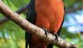 Kui Parks, Mount Larcom Tourist Park, Birdlife