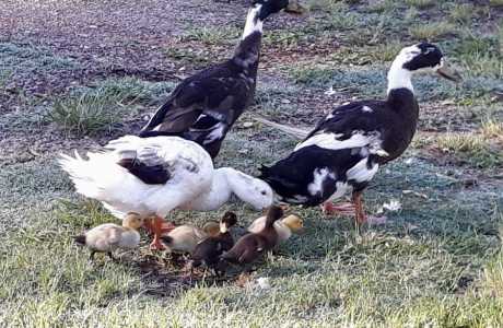 Kui Parks, Barambah Bush Caravan and Camping Park, Murgon, Birdlife