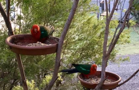 Kui Parks, Mount Larcom Tourist Park