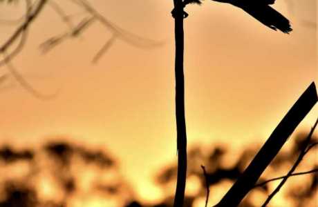 Kui Parks, Mount Larcom Tourist Park, Birdlife